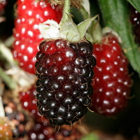 Szedermálna - Rubus hybrid Boysenberry