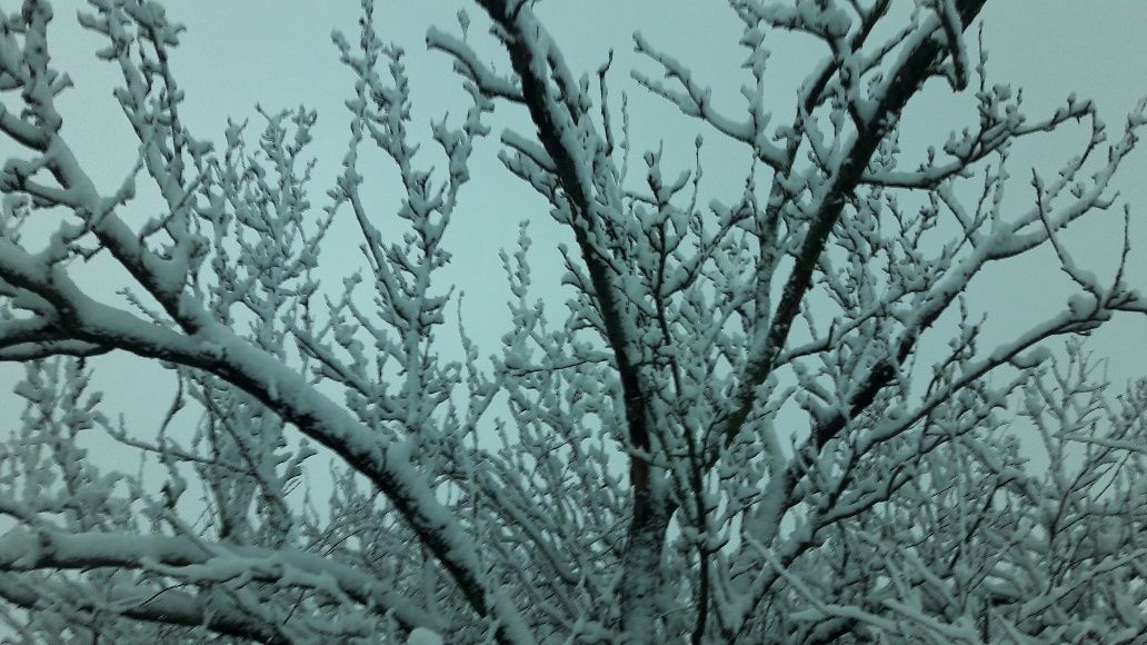 szep havas fa