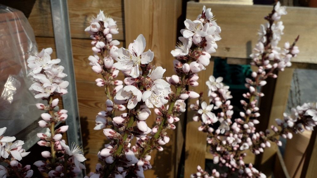 balkon gyumifa virágzik