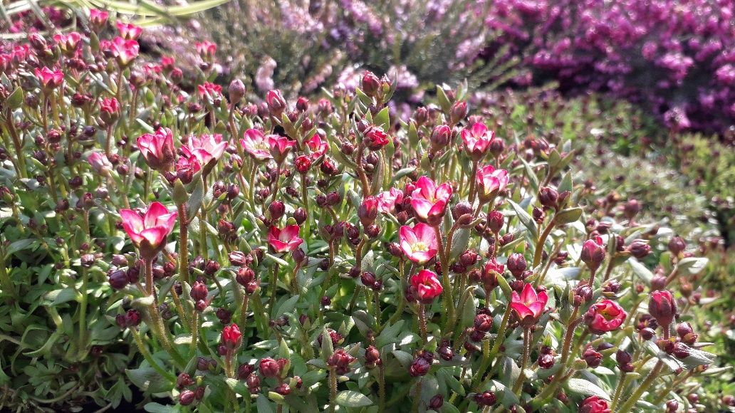 saxifraga rózsaszín