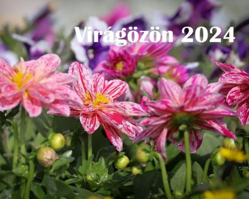 Virágözön 2024