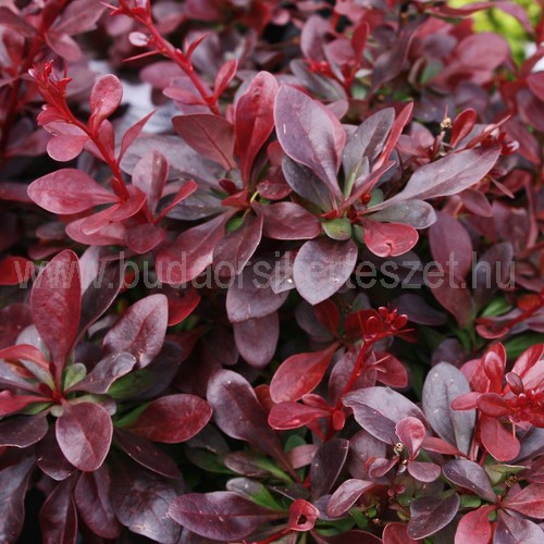 Berberis thunbergii 'Atropurpurea' - Japán vérborbolya