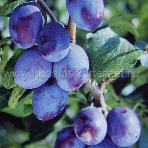 Prunus domestica 'Besztercei' - szilva
