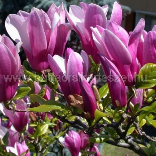 Magnolia 'Susan' - Nagyvirágú liliomfa