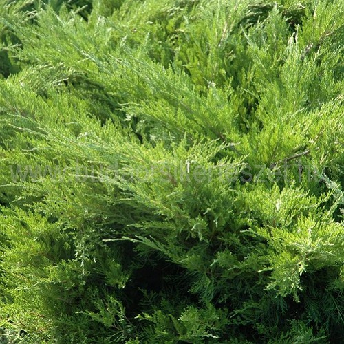 Juniperus x media 'Mint Julep' - Kúszó boróka