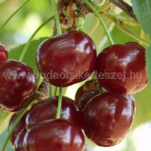 Prunus cerasus 'Meteor Korai' - meggy