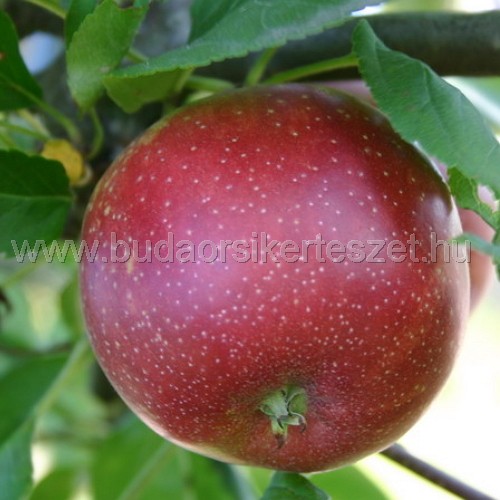 Malus domestica 'Summerred' - alma