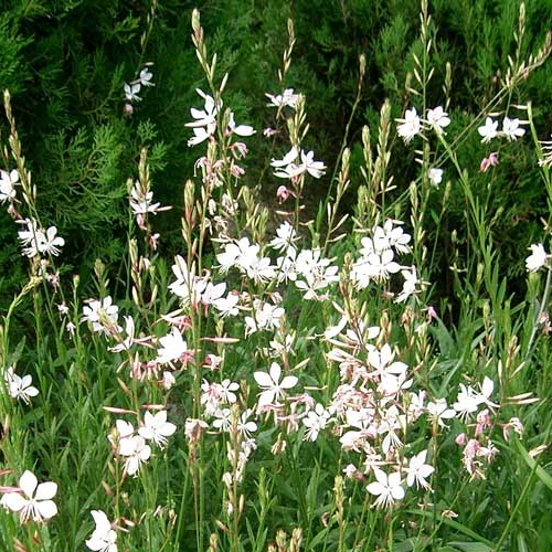 Gaura lindheimeri 'Gambit White' - Gyertyabokor