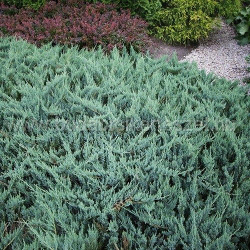 Juniperus horizontalis 'Blue Chip' - 