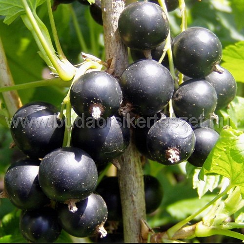 Ribes nigrum 'Fertődi1'