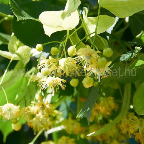 Tilia cordata 'Greenspire' - Kislevelű hárs