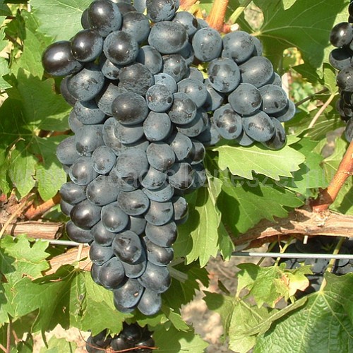 Vitis vinifera 'Néró' - rezisztens csemege szőlő