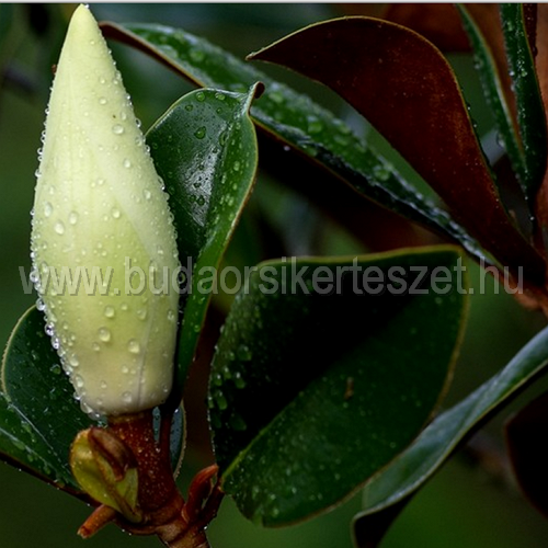 Magnolia grandiflora - Örökzöld liliomfa