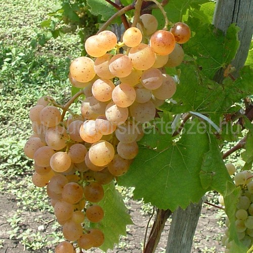 Vitis vinifera 'Zalagyöngye' - rezisztens fehér borszőlő