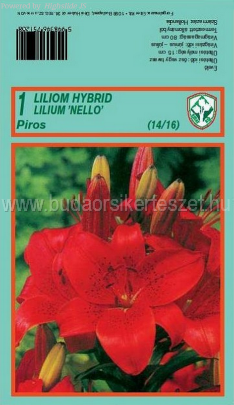 Lilium hybrid 'Nello' - Liliom