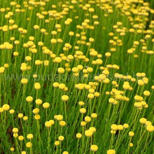 Santolina rosmarinifolia - Zöld cipruska