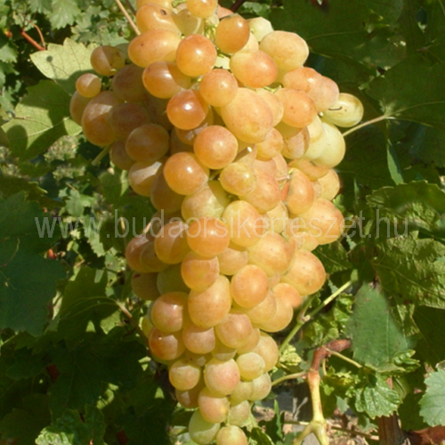 Vitis vinifera 'Palatina' vagy 'Augusztusi muskotály' - rezisztens csemegeszőlő