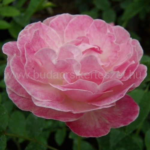 Rosa 'Sorbet Pink' virágágyi, ágyás rózsa