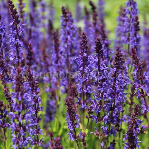 Salvia nemorosa 'Mainacht' - Díszzsálya