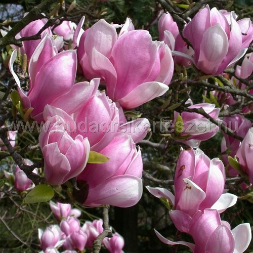 Magnolia soulangeana - Nagyvirágú liliomfa