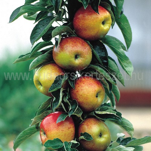 Malus domestica 'Polka'