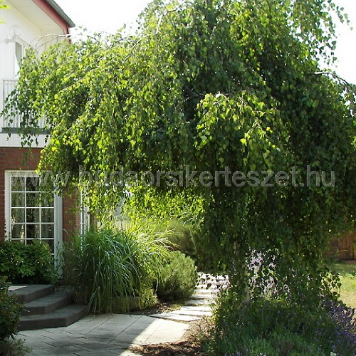 Betula pendula 'Youngii' - Csüngő nyír