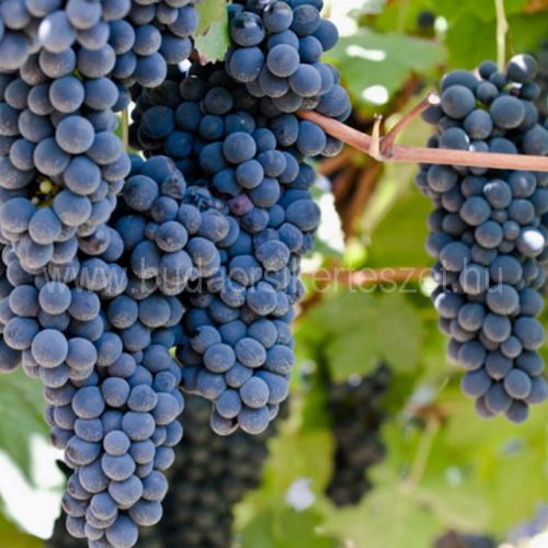 Vitis vinifera 'Cabernet Savinon' - vörös borszőlő