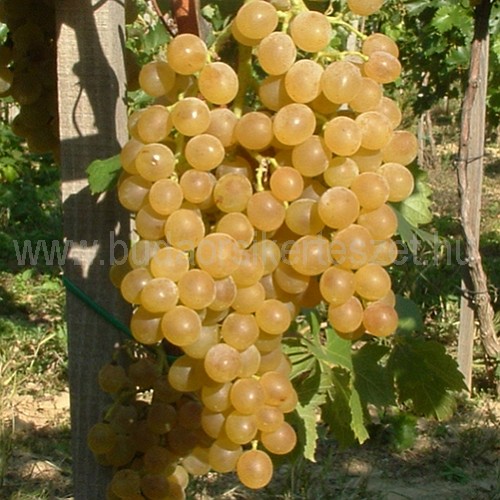 Vitis vinifera 'Pölöskei muskotály' - rezisztens csemege szőlő