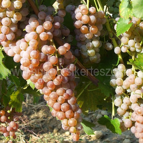 Vitis vinifera 'Cserszegi fűszeres' - fehér borszőlő