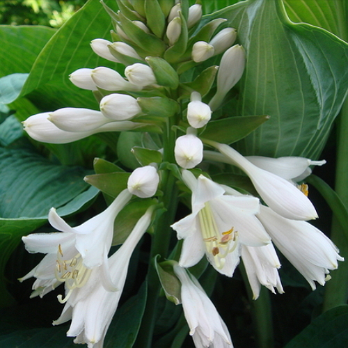 Hosta sieboldiana 'Elegans' - Hamvas árnyékliliom