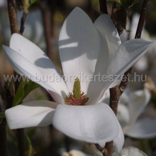 Magnolia soulangeana 'Alba Superba' - Nagyvirágú liliomfa