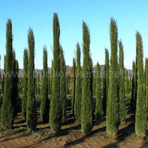 Cupressus sempervirens ’Pyramidalis’ - Arizóniai ciprus - oszlopos