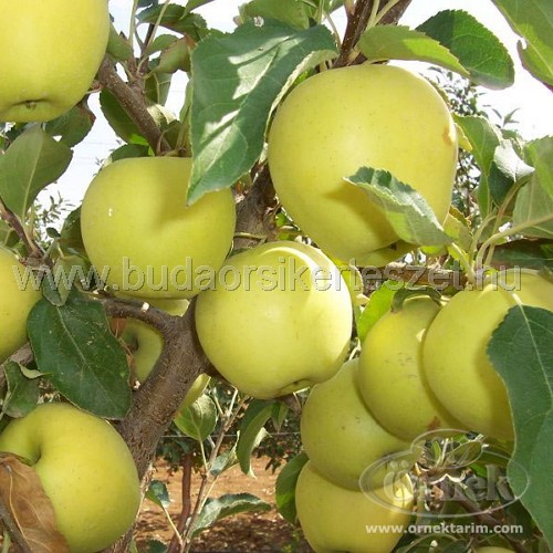 Malus domestica 'Golden Delicious' - alma