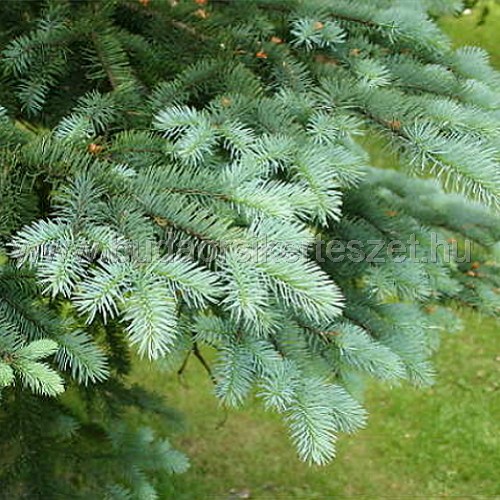 Picea pungens - Ezüstfenyő