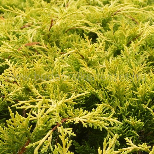Juniperus media 'Old Gold' - Kúszó boróka