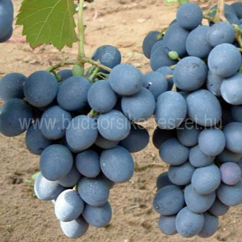 Vitis vinifera 'Moldova' - különleges csemegeszőlő