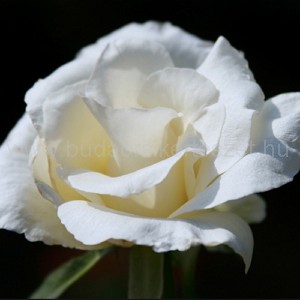 Rózsa 'White Swan'