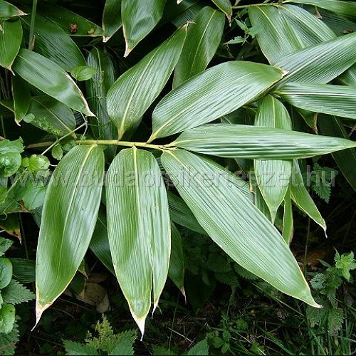 Sasa palmata - Nebulosa bambusz
