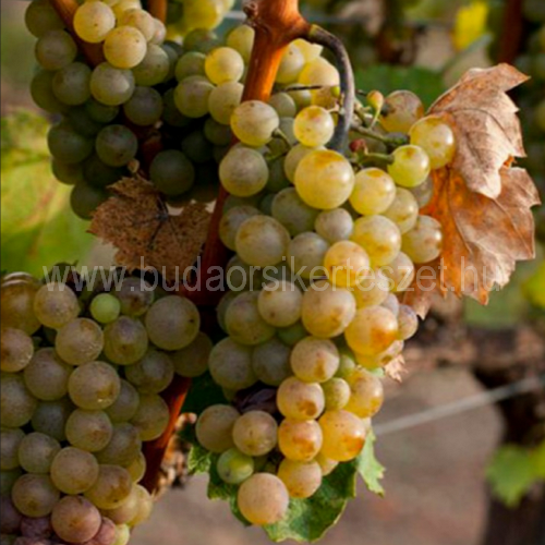 Vitis vinifera 'Olaszrizling' - fehér borszőlő