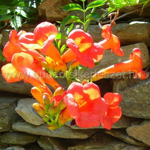 Campsis radicans - Trombitafolyandár