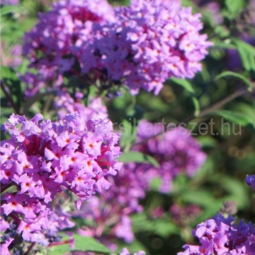 Buddleia davidii 'Nanho Purple' - Nyáriorgona - liláspiros