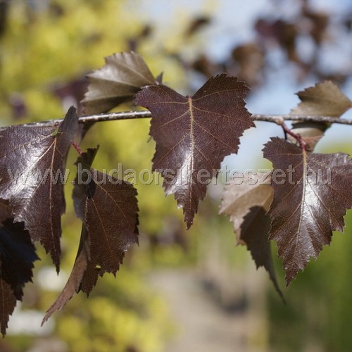 Betula pendula 'Purpurea' - Vöröslombú nyír