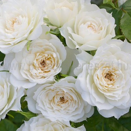 Rózsa 'Alba Meillandina' talajtakaró rózsa