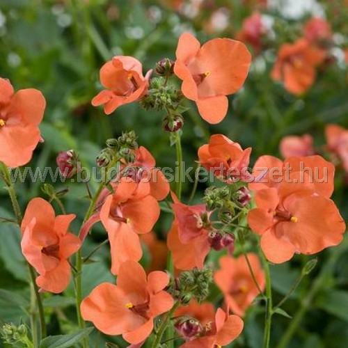 Diascia - Kanálajak