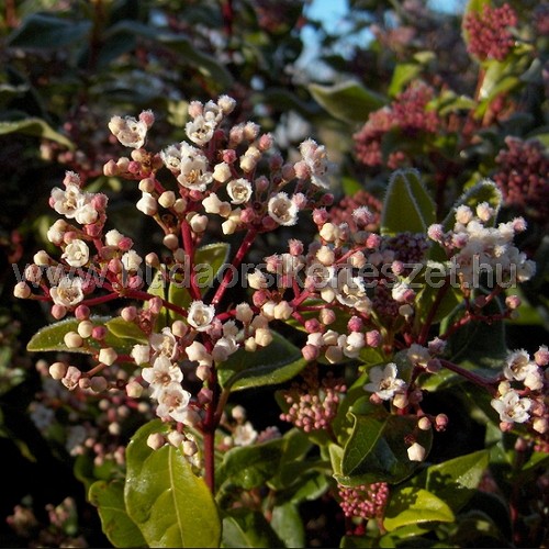 Viburnum tinus 'Eve Price' - Örökzöld bangita