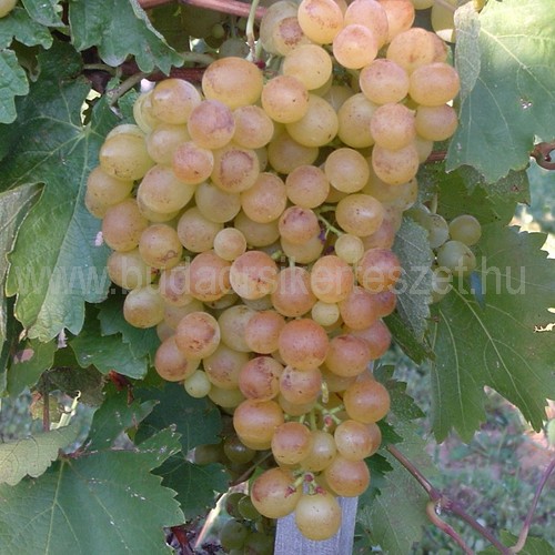 Vitis vinifera 'Téli muskotály' - csemege szőlő