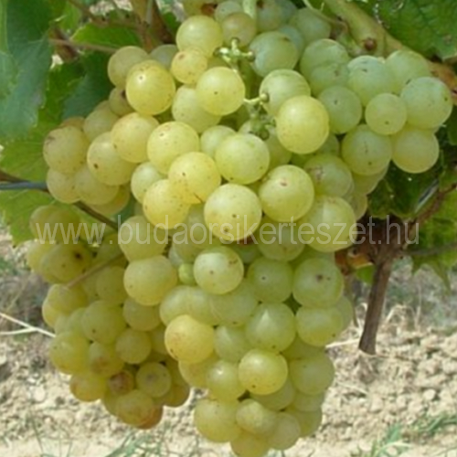 Vitis vinifera 'Csabagyöngye' - csemegeszőlő