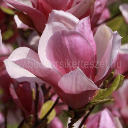Magnolia 'Red Lucky' - Magnólia