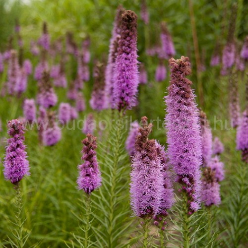 Liatris spicata 'Kobold' - Füzéres díszcsorba