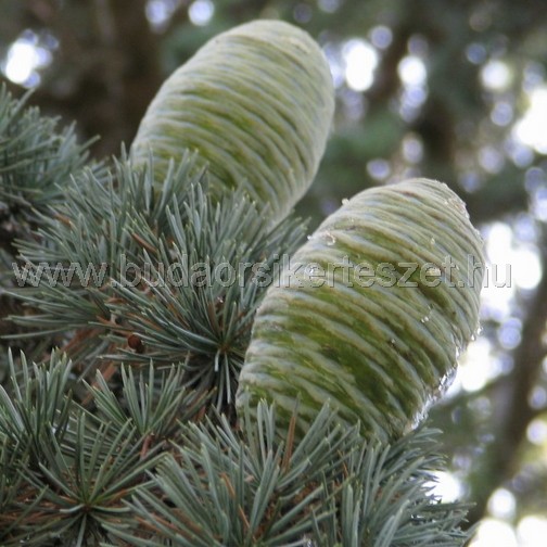 Cedrus atlantica Glauca' - Atlasz cédrus - kék